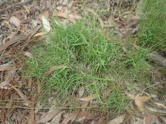 Setaria criniformis