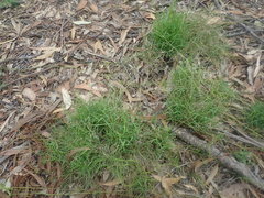 Setaria criniformis