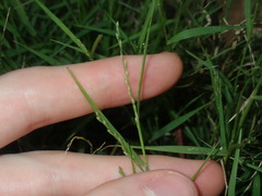 Setaria criniformis