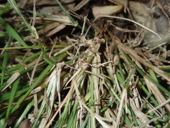 Setaria criniformis