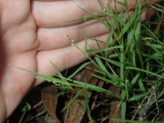 Setaria criniformis
