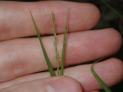 Setaria criniformis
