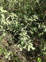 Ximenia americana microphylla