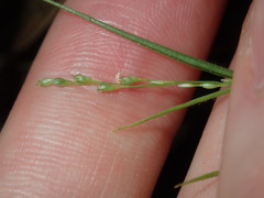 Setaria criniformis