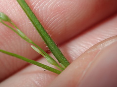 Setaria criniformis