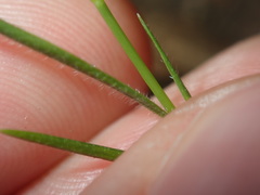 Setaria criniformis