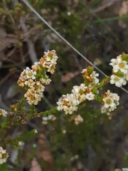 Baeckea imbricata