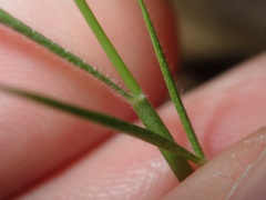 Setaria criniformis
