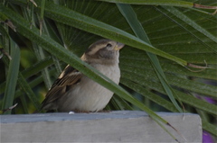 Passer domesticus