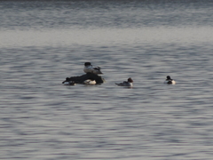 Mergus merganser