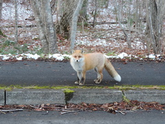 Vulpes vulpes schrencki