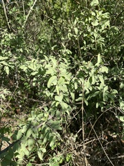 Ximenia americana microphylla