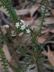 Leucopogon microphyllus
