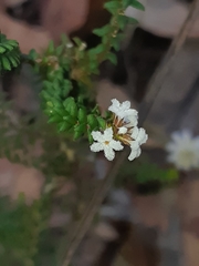 Leucopogon microphyllus