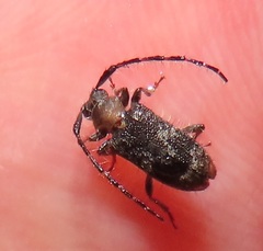 Exocentrus ruficollis