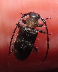 Exocentrus ruficollis