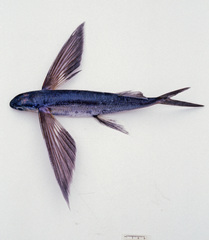Cheilopogon spilopterus