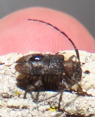 Exocentrus ruficollis