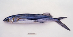 Cheilopogon spilopterus