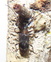 Exocentrus ruficollis