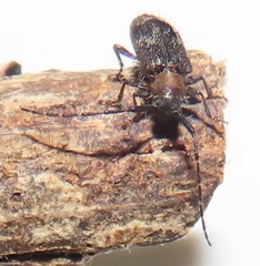 Exocentrus ruficollis