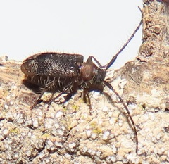 Exocentrus ruficollis