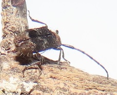 Exocentrus ruficollis