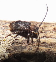 Exocentrus ruficollis