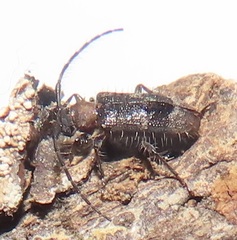 Exocentrus ruficollis