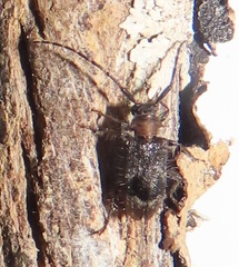 Exocentrus ruficollis