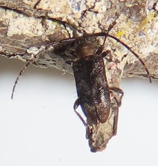 Exocentrus ruficollis