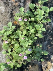 Stemodiopsis kamundii