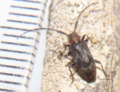 Exocentrus ruficollis