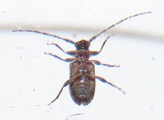 Exocentrus ruficollis