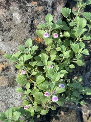 Stemodiopsis kamundii