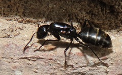 Camponotus arminius