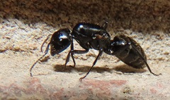 Camponotus arminius