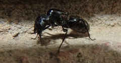 Camponotus arminius
