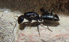 Camponotus arminius