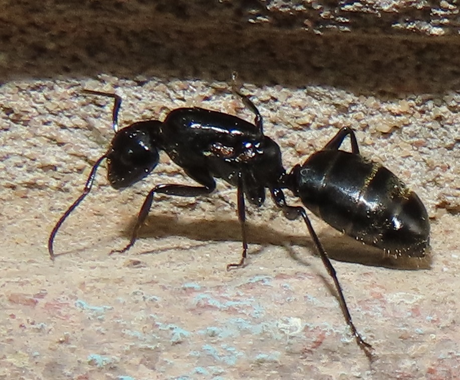 St Lucia Sugar ant (Flies, Ants, Wasps and Bees of the Mfolozi River ...