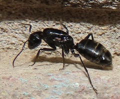 Camponotus arminius
