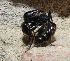 Camponotus arminius