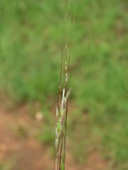 Hyparrhenia filipendula