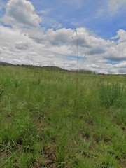 Hyparrhenia filipendula