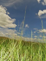 Hyparrhenia filipendula
