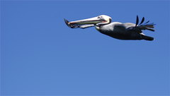 Pelecanus occidentalis