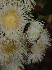 Angophora costata