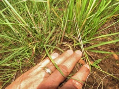 Hyparrhenia filipendula