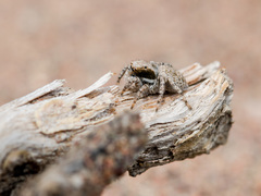 Aelurillus andreevae