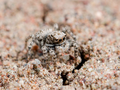 Aelurillus andreevae